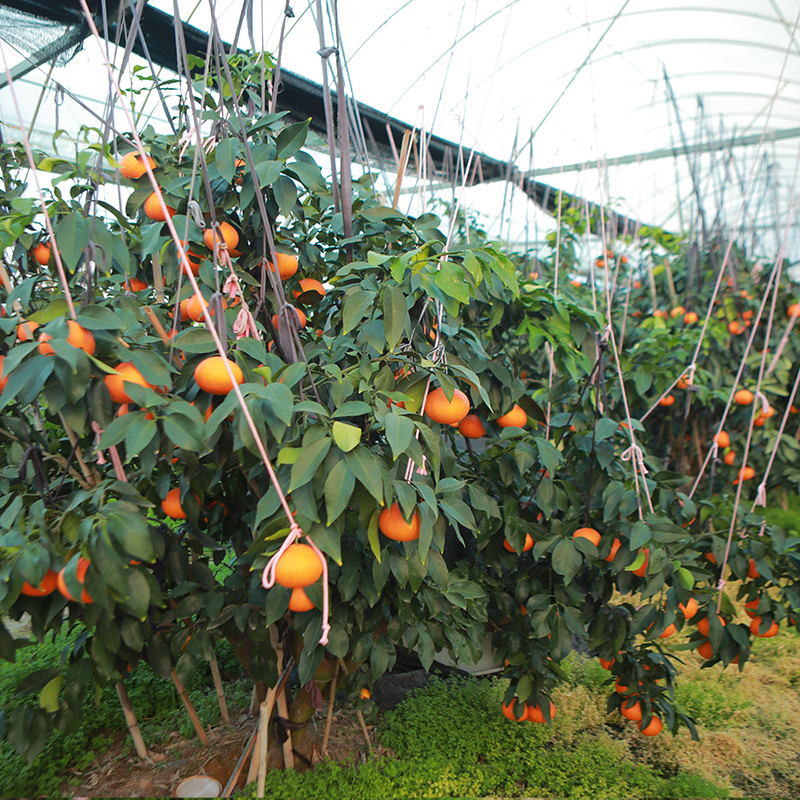 中国订购柑橘基地