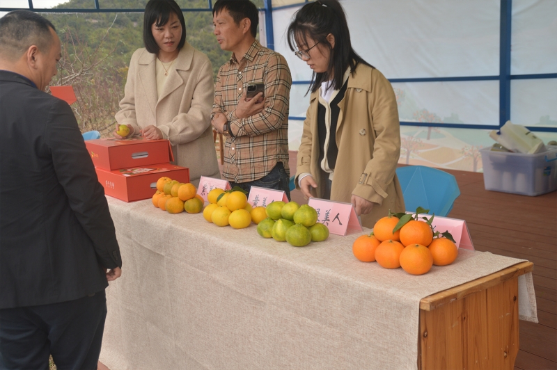 第五届 象山柑橘文化节